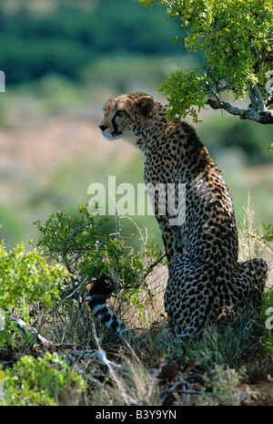 L'Afrique du Sud, Eastern Cape, Kwandwe. Guépard femelle repose dans l'ombre à Kwandwe Private Game Reserve Banque D'Images