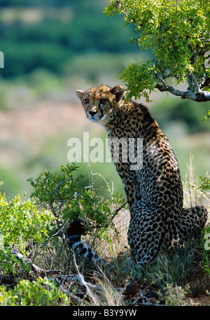 L'Afrique du Sud, Eastern Cape, Kwandwe. Un guépard femelle repose dans l'ombre à Kwandwe Private Game Reserve Banque D'Images