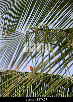 Cardinal rouge à palm tree in Banque D'Images
