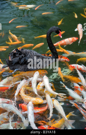 Black Swan et poisson koi Hyatt hôtel Kauai Hawaii Banque D'Images