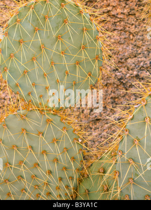 JOSHUA TREE NATIONAL PARK EN CALIFORNIE. USA. Pancake cactus (Opuntia chlorotica) et la monzonite quartzifère. Banque D'Images