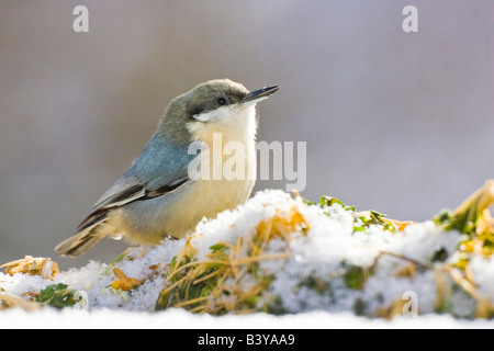 USA, Colorado, Frisco. Close-up of Petite Sittelle sur la végétation couverte de neige. Banque D'Images