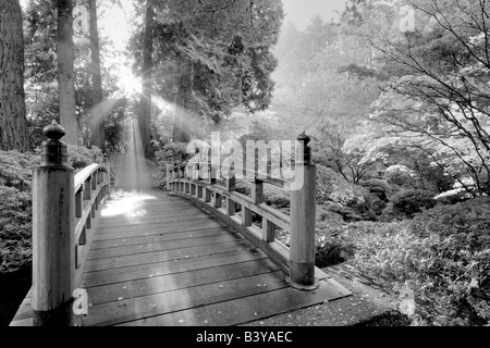 Bridge les rayons du soleil à travers le brouillard et les érables japonais couleur automne Jardins Japonais Portland Portland Oregon Banque D'Images