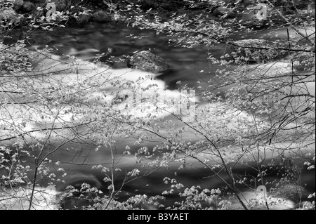 Peu au Nord Santiam Wild and Scenic River avec la croissance de la vigne au début du printemps sur les arbres d'érable Forêt nationale de Willamette en Oregon Banque D'Images