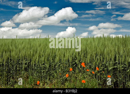 Coquelicots rouges et champ de blé la Palouse Washington Banque D'Images
