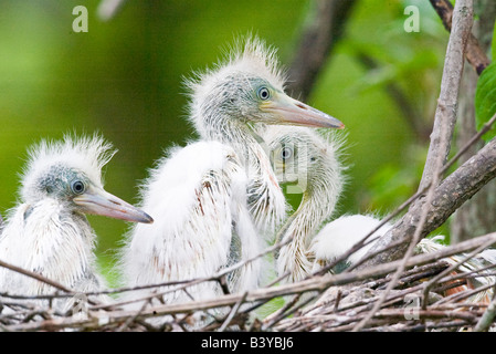 USA, Floride, le Parc National des Everglades. Petit héron poussins dans un nid. Banque D'Images