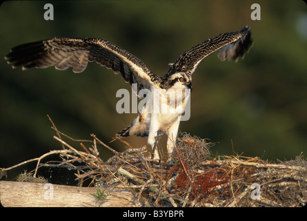 USA, Floride, Blue Cypress Lake. Osprey prend son envol du nid. Banque D'Images