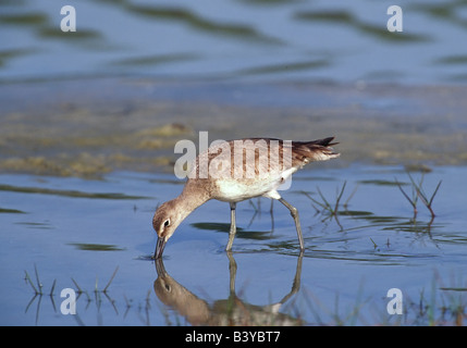 Amérique du Nord, Etats-Unis, Floride, Fort De Soto Park. Un Chevalier semipalmé (Tringa semipalmata) Banque D'Images