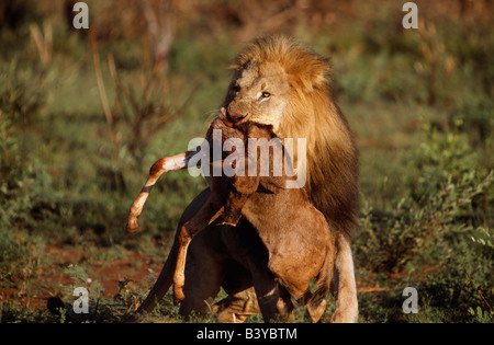 L'Afrique du Sud, au nord-ouest de la province, Madikwe Game Reserve. Lion mâle avec gnous morts dans ses mâchoires Banque D'Images