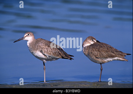 Amérique du Nord, Etats-Unis, Floride, l'île de Sanibel, Ding Darling National Wildlife Refuge. Une paire de Willets reposant Banque D'Images