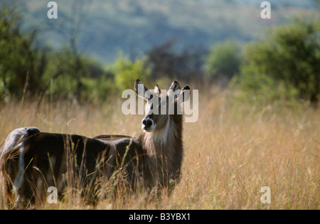 L'Afrique du Sud, la Province du Nord-Ouest, Pilanesberg, réserver. Cobe femelle Banque D'Images