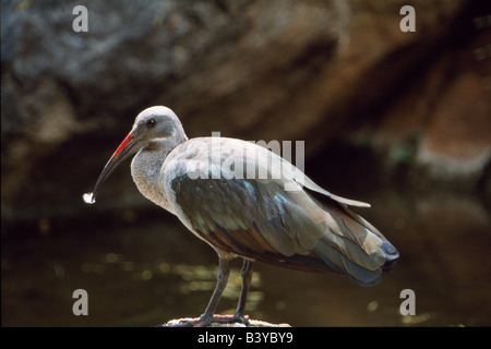 L'Afrique du Sud, la Province du Nord-Ouest, Pilanesberg, réserver. Ibis Hadeda adultes à trou d'eau Banque D'Images