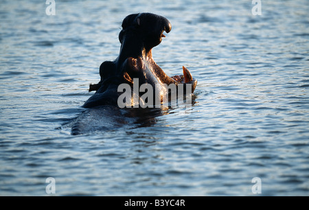 L'Afrique du Sud, St Lucia Wetlands. Des hippopotames en estuaire de St Lucia Wetlands Banque D'Images