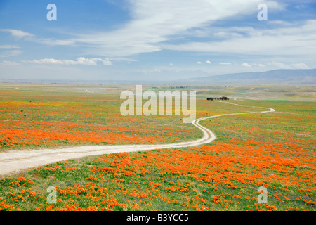 Route avec des coquelicots de Californie Antelope Valley California Poppy préserver Banque D'Images