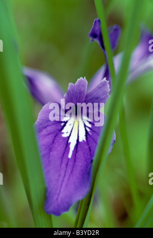 Iris sauvages près de Monroe Oregon Banque D'Images