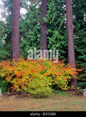 La couleur de l'automne dans la région de Vine Maple et cèdres off Aufderheide National Scenic Byway Oregon Banque D'Images