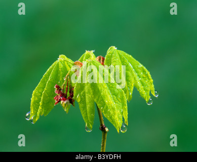 Tôt au printemps sur érable Acer circinatum après la pluie près de Dunroamin Oregon Banque D'Images