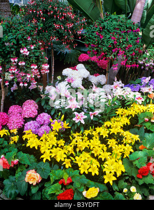 Une variété de fleurs en WW Seymour Botanical Conservatory Tacoma Washington Banque D'Images