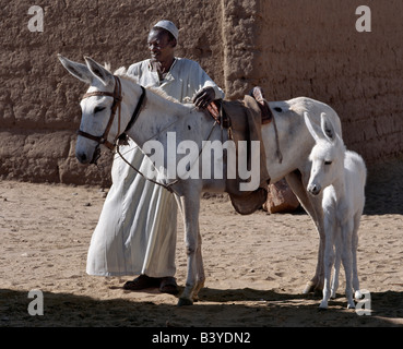 Soudan, Merowe. Un homme de Nubie avec son âne et son poulain blanc pur. Banque D'Images