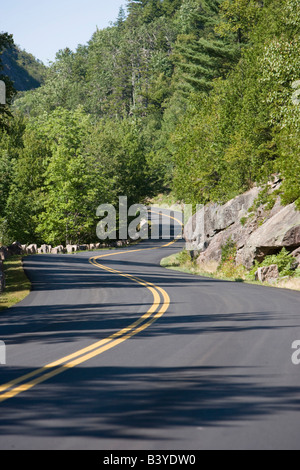 Windy road dans l'Acadia National Park, Maine Banque D'Images