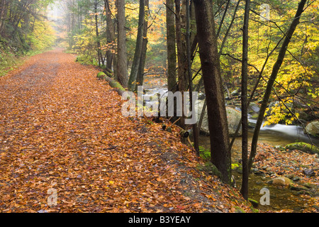 Sanderson Brook. Chester-Blanford State Forest. Affluent de la rivière Connecticut. Chester, Massachusetts. Banque D'Images