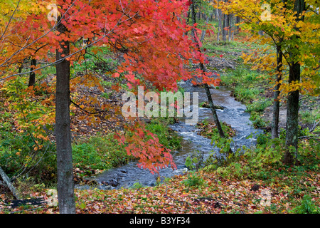 Coles Creek bordée d'automne érable près de Houghton dans l'UP du Michigan Banque D'Images