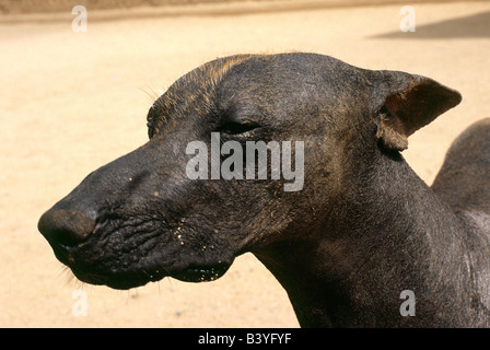 Pérou, Trujillo, Chan Chan. Un chien nu du Pérou aide à se protéger le site Chimu de Chan Chan dans le nord du Pérou. Cette race est pensé pour avoir été autour avant les Incas et a servi comme un chien (la race est chaud au toucher) et une source de viande pour la noblesse péruvienne. Banque D'Images