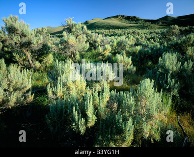 Le NEVADA. USA. L'armoise tridentée sur collines au-dessus de la rivière Sainte-Marie. Parcours public BLM. Contreforts des montagnes de Jarbidge. Grand Bassin Banque D'Images