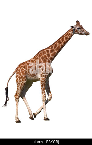 Girafe isolé sur fond blanc Banque D'Images