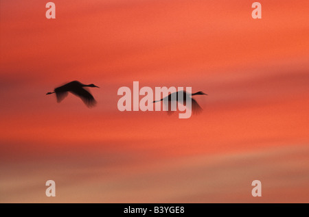 USA, Nouveau Mexique, Bosque del Apache Wildlife Refuge. Résumé de deux grues volant dans le coucher du soleil. Banque D'Images