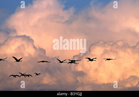 Nouveau Mexique, Bosque del Apache National Wildlife Refuge. Un troupeau de grues en vol contre les nuages spectaculaires Banque D'Images