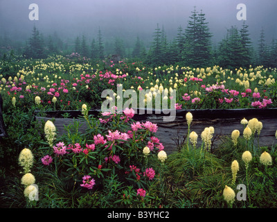 USA (Oregon), Mt. Hood National Forest. Prairie de rhododendrons sauvages et xérophylle sur Lolo Pass in Mt. Hood National Forest. Banque D'Images