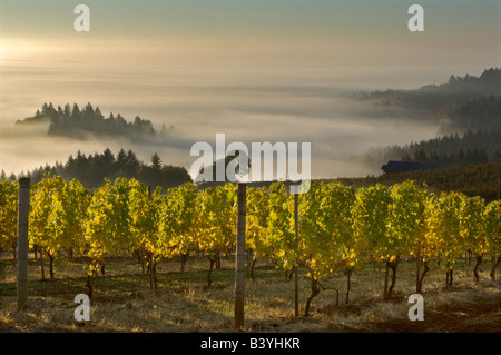 Piscines dans le brouillard Willamette Valley avec Douglas poussant comme vu de Maresh vignoble dans la Red Hills au-dessus de Dundee Banque D'Images