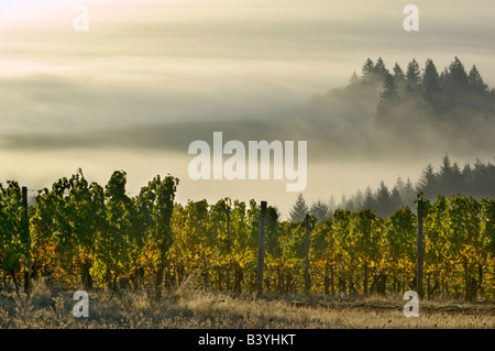 Piscines dans le brouillard Willamette Valley avec Douglas poussant comme vu de Maresh vignoble dans la Red Hills au-dessus de Dundee Banque D'Images