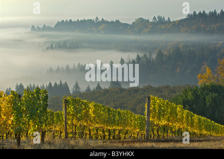 Piscines dans le brouillard Willamette Valley avec Douglas poussant comme vu de Maresh vignoble dans la Red Hills au-dessus de Dundee Banque D'Images