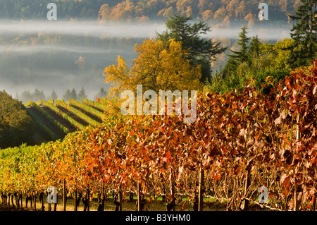 Le brouillard piscines extérieures dans un doigt de la Willamette Valley vu de Maresh vignoble dans la Red Hills, Oregon. Dundee ci-dessus Banque D'Images