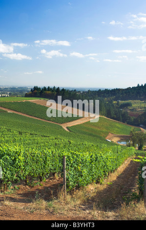 NA ; USA ; Oregon ; Willamette Valley ; rouge ; Dundee Hills ; Winderlea Vineyard Banque D'Images