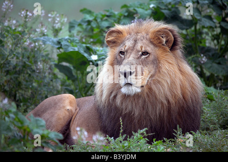 La Namibie, , Okonjima. Un mâle adulte lion à la fondation Africat. Banque D'Images