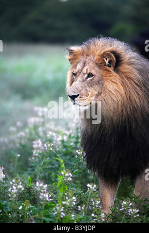 La Namibie, , Okonjima. Un mâle adulte lion à la fondation Africat. Banque D'Images