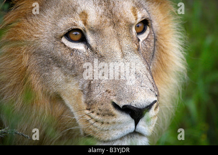 La Namibie, , Okonjima. Un mâle adulte lion à la fondation Africat. Banque D'Images