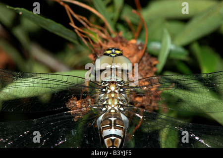 Un migrant Hawker dragonfly Banque D'Images