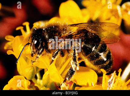 Zoologie / les animaux, les insectes, les abeilles, dans l'ouest de l'abeille (Apis mellifera), la récolte, le pollen des fleurs jaunes, distribution : Europe Banque D'Images