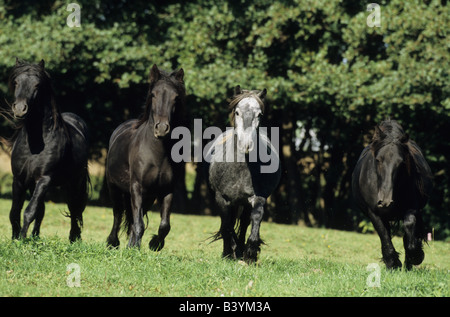 Poney Fell (Equus caballus), troupeau trottant sur un pâturage Banque D'Images