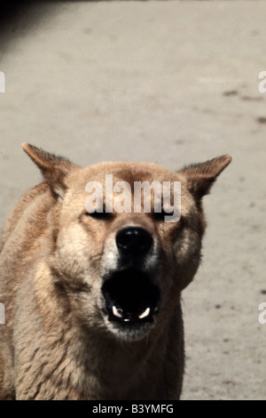 Zoologie / animaux, Mammifères Mammifères /, les chiens (Canis lupus dingo), dingo, aboiements, attaquée violemment, Sidney - Dingo, agressive, de l'Australie Banque D'Images
