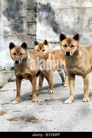 Zoologie / animaux, Mammifères Mammifères /, les chiens (Canis lupus dingo), chien sauvage d'Australie, (fonctionne à la semence), trois Sidney - Dingos sta Banque D'Images