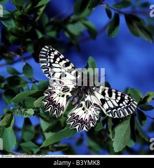 Zoologie / animaux, insectes, papillons, Espagnol (Zerynthia rumina, guirlande), assis sur blossom, distribution : Espagne, Portugal, Banque D'Images