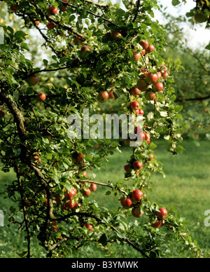 Botanique, paradise, apple (Malus communis), les pommes, à la filiale, Maloideae, fruit charnu,,,, les fruits à pépins pipfruit, Rosaceae, rouge, Banque D'Images