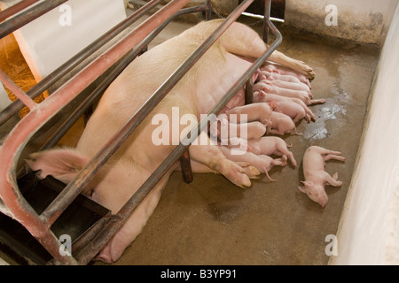 Unité d'élevage sur une exploitation porcine dans Kafuie Afrique Zambie Lusaka Banque D'Images