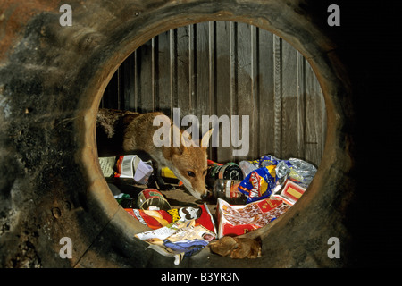 Le renard roux (Vulpes vulpes) pour l'alimentation de récupération autour de poubelle Banque D'Images