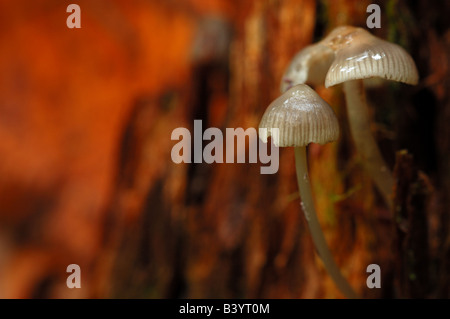 Deux petits champignons blancs, fruit d'un moignon de cèdre Banque D'Images